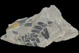 Pennsylvanian Fossil Fern (Neuropteris) Plate - Kentucky #126239-1